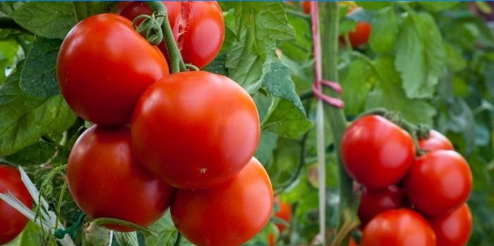 Como realizar a formação de tomate