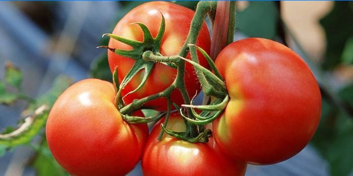 Características do cuidado com o tomate
