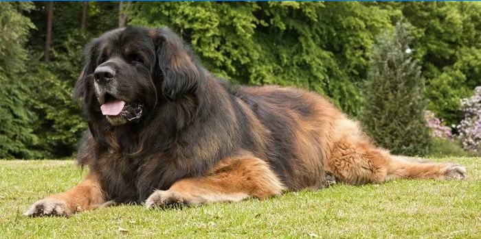 Cão de companhia Leonberger