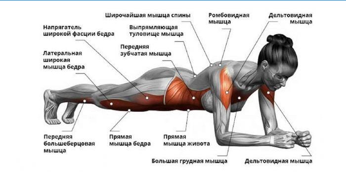 Quais músculos funcionam no bar clássico