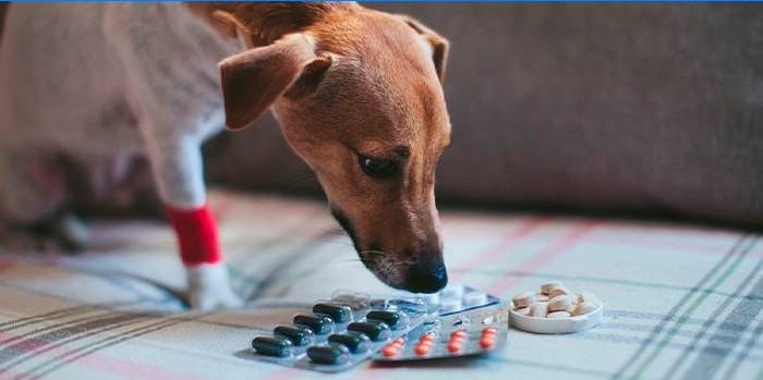 Cão e pílulas