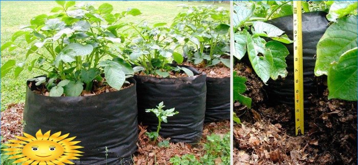 8 maneiras de cultivar batatas sem cavar em seu jardim