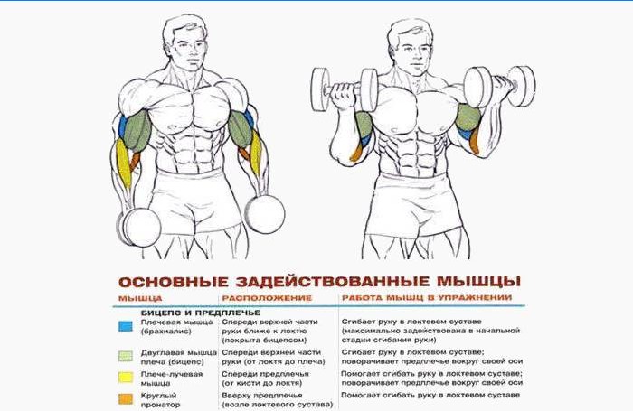 Exercícios musculares durante o treinamento com halteres