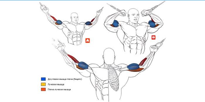 Crossover Biceps Exercise