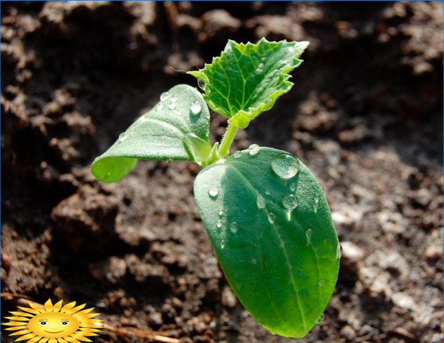 Cultivo de abobrinha: plantio, cuidado, características