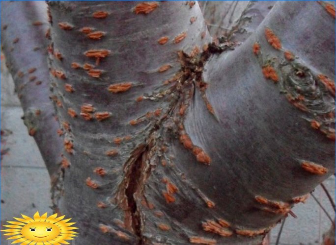 Geladura em árvores: prevenção e tratamento