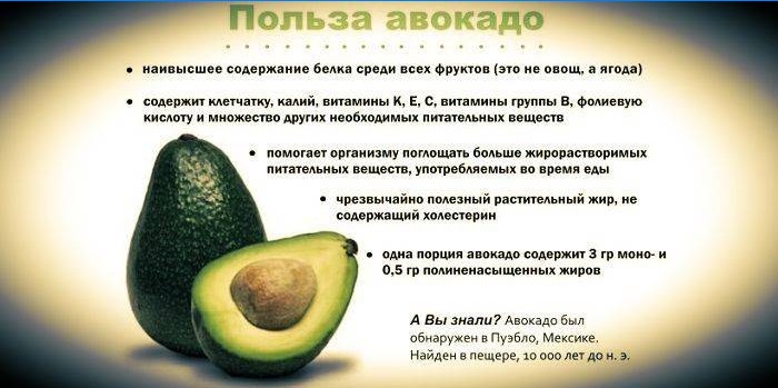 Os benefícios do abacate