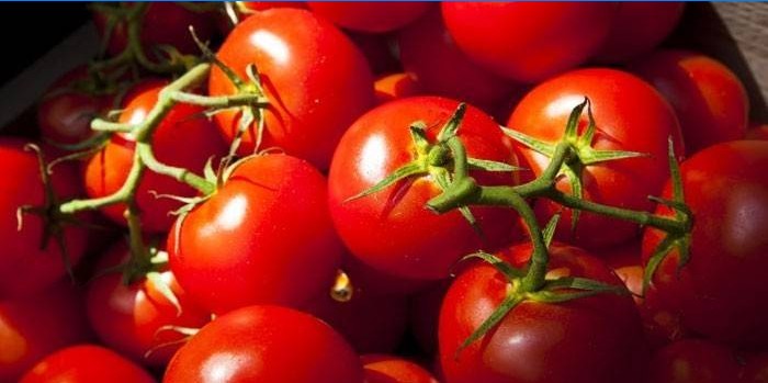 Tomates Yablonka da Rússia