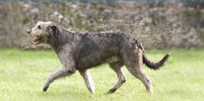 Wolfhound irlandês da raça