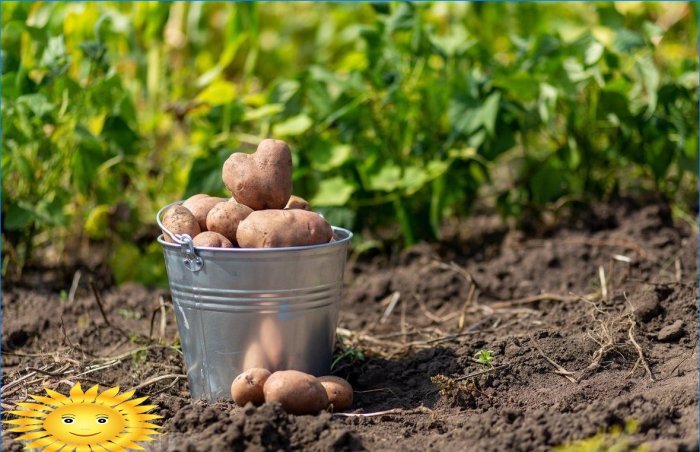 7 razões para plantar batatas no local