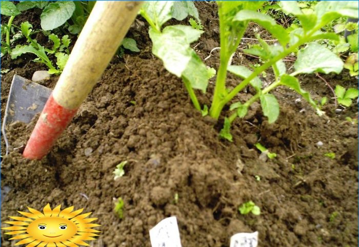 7 razões para plantar batatas no local