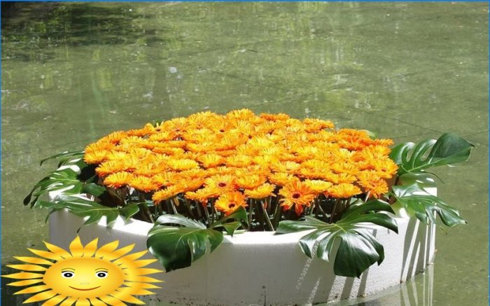 Canteiros de flores flutuantes. Como fazer um jardim aquático em miniatura