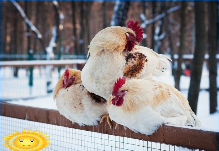 Características de criação de galinhas poedeiras no inverno