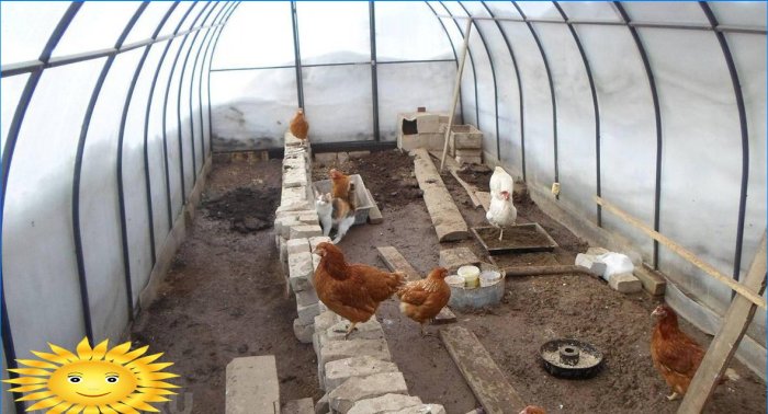 Características de criação de galinhas poedeiras no inverno
