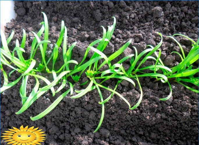 Cultivo de espinafre ao ar livre: plantio e cuidados