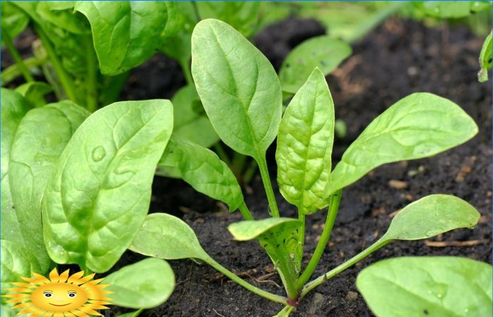 Cultivo de espinafre ao ar livre: plantio e cuidados
