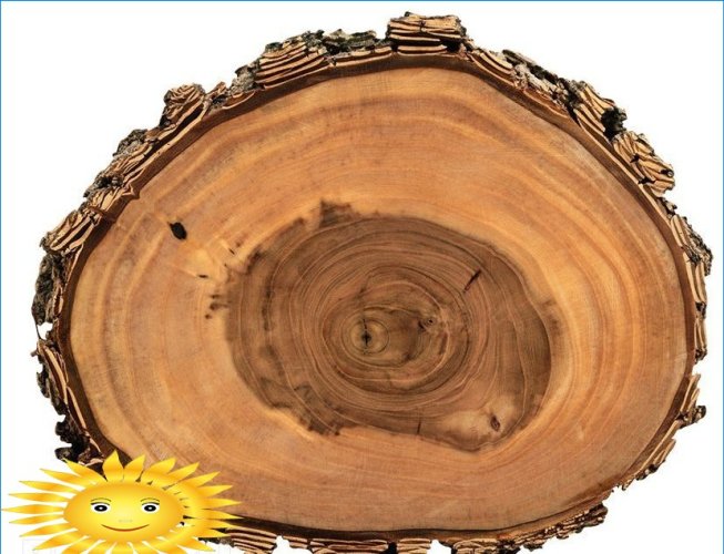 Corte oval de uma árvore