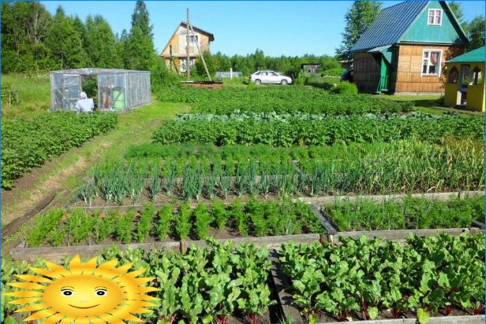 Layout do jardim - preparando-se para o plantio de vegetais nas canteiras