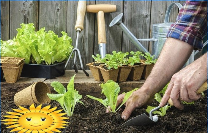 Layout do jardim - preparando-se para o plantio de vegetais nas canteiras