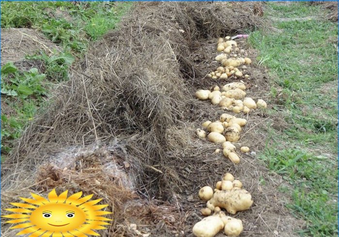 Plantando batatas: plantando batatas sob palha